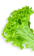 Lettuce